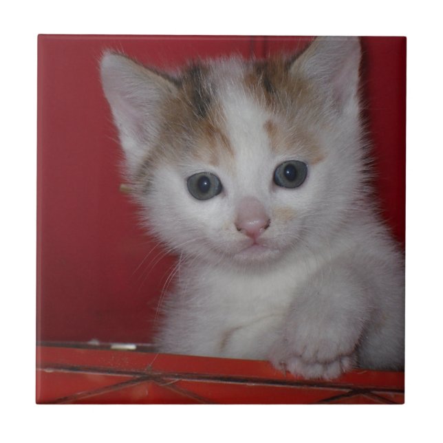 Gullig kattunge kakelplatta (Framsidan)