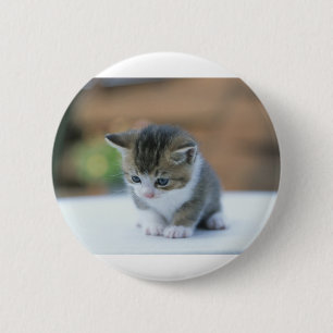 Gullig kattunge knapp