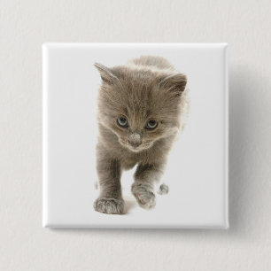 gullig kattunge knapp