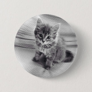 Gullig kattunge knäppas knapp