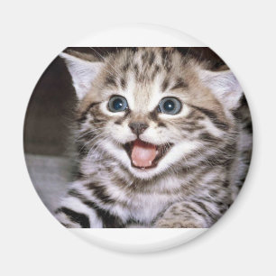 Gullig kattunge magnet