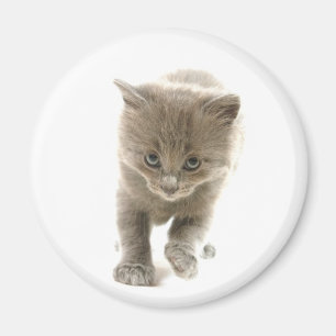 gullig kattunge magnet