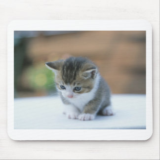 Gullig kattunge musmatta