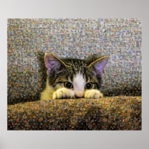 Gullig kattungefotoMosaic. Poster