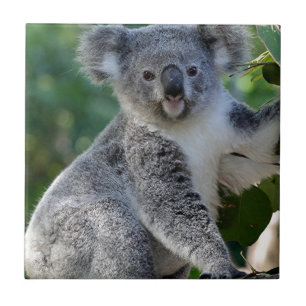 Gullig kelig australiensisk koala kakelplatta