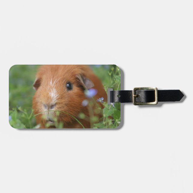 Gullig kelig ljust rödbrun försökskanin utanför på bagagebricka (Horisontell Framsida)