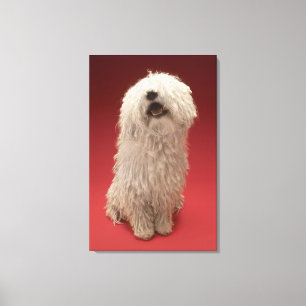 Gullig Komondor hund Canvastryck