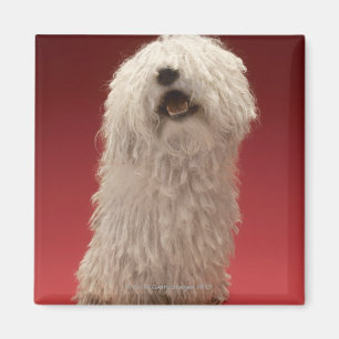 Gullig Komondor hund Magnet