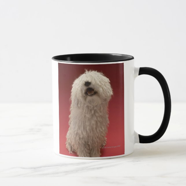 Gullig Komondor hund Mugg (Höger)