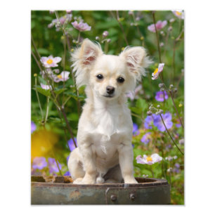 Gullig långhårig Chihuahuahundvalp - Paperprint Fototryck