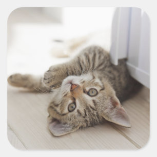 Gullig lite kattunge fyrkantigt klistermärke