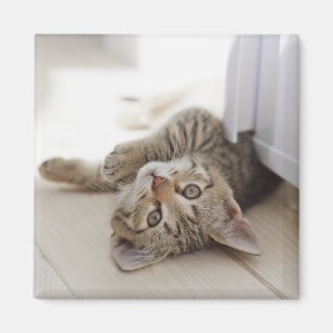 Gullig lite kattunge magnet