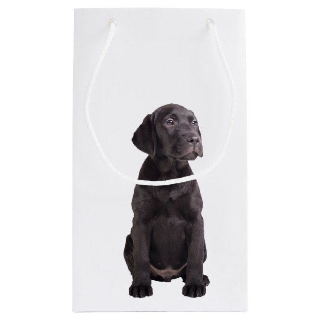 gullig lite valp för labrador retriever (Baksidan)