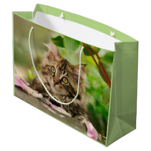 Gullig Maine Coonkattunge, sjal