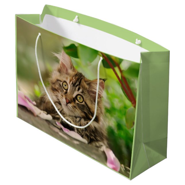 Gullig Maine Coonkattunge, sjal (Baksidan Vinklad)