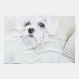 Gullig maltesisk hund kökshandduk