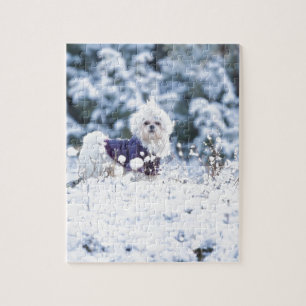 Gullig maltesisk hund pussel