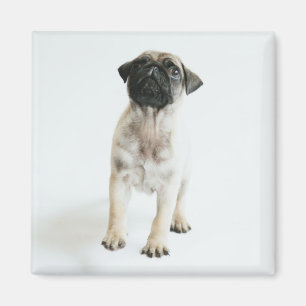 Gullig mopsvalp magnet