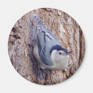 Gullig Nuthatchfågelmagnet Magnet