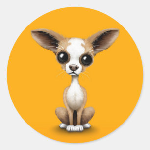 Gullig nyfiken Chihuahua med stort öron på gult Runt Klistermärke