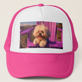 Gullig nyfiken Shih Tzu-valp, hund som kopplar av Keps