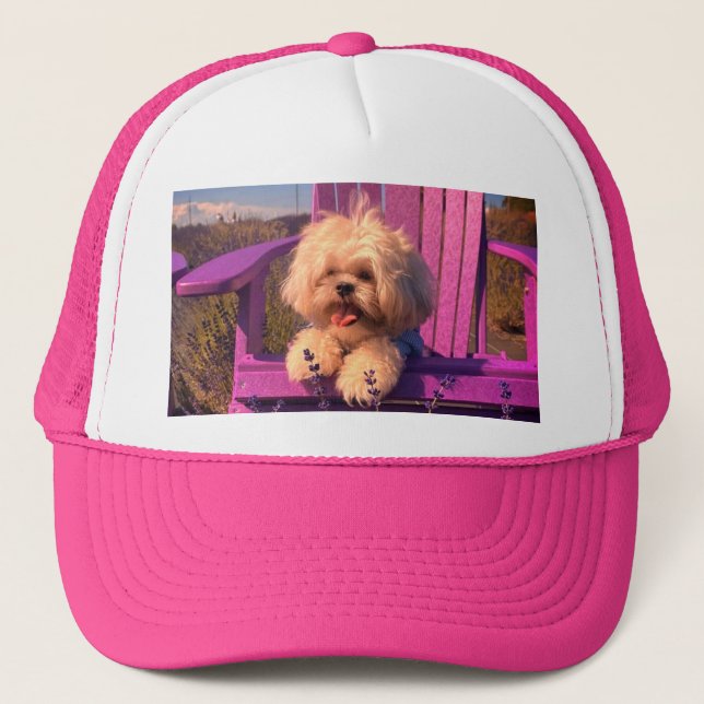 Gullig nyfiken Shih Tzu-valp, hund som kopplar av Keps (Framsida)