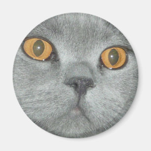 Gullig orange synad kattunge magnet