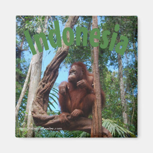 Gullig Orangutan i Rainforest Magnet