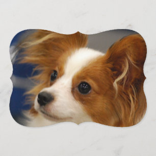 Gullig Papillon hund Inbjudningar