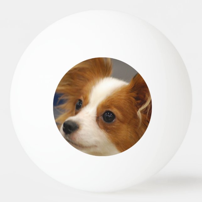 Gullig Papillon hund Pingisboll (Framsidan)