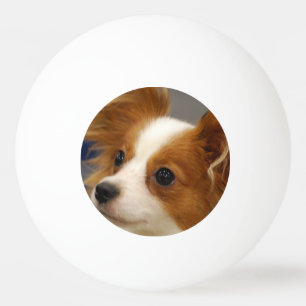 Gullig Papillon hund Pingisboll