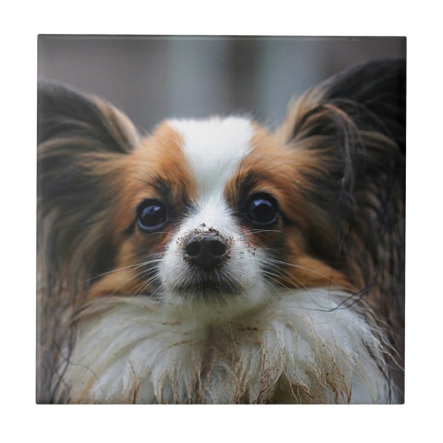 Gullig papillonhund kakelplatta (Framsidan)