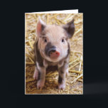 Gullig Pic av en bebisgris Helgkort<br><div class="desc">Populära rosa piggy avbildar staright från lantgården på helgdaggåvor. Som man har råd med gåvor för valentin dag-,  Sts Patrick dag-,  påsk-,  födelsedaggåvor och mer. Bäst säljande enkla att använda qpcmallar för moderiktig zazzle. Tillfoga ett namn eller ett citationstecken för att personifiera. Beställnings- gåvor uppskattas alltid.</div>