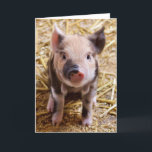 Gullig Pic av en bebisgris Helgkort<br><div class="desc">Populära rosa piggy avbildar staright från lantgården på helgdaggåvor. Som man har råd med gåvor för valentin dag-,  Sts Patrick dag-,  påsk-,  födelsedaggåvor och mer. Bäst säljande enkla att använda qpcmallar för moderiktig zazzle. Tillfoga ett namn eller ett citationstecken för att personifiera. Beställnings- gåvor uppskattas alltid.</div>