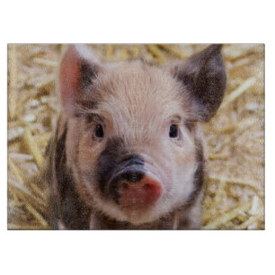 Gullig Piglet