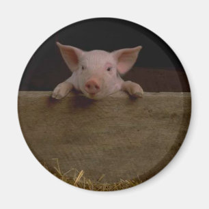 Gullig Piglet Magnet
