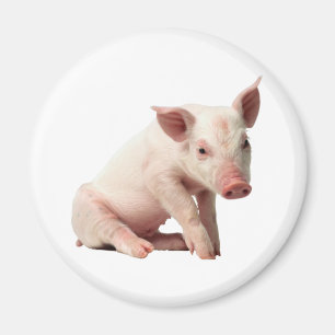 Gullig Pigletmagnet Magnet