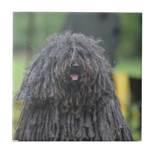 Gullig Puli hund Kakelplatta