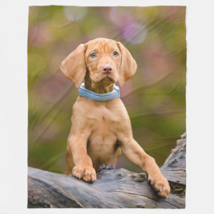 Gullig puppyeyed ungersk för foto för Vizsla Fleecefilt