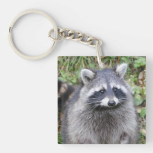 Gullig Raccoon