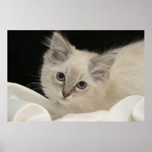 Gullig Ragdoll kattunge Poster