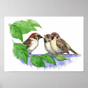 Gullig sångSparrow, fågel, trädgård, djur natur Poster