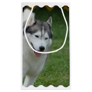 Gullig siberian husky