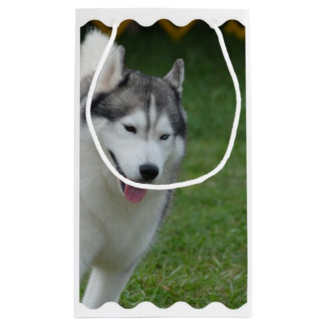 Gullig siberian husky (Baksidan)