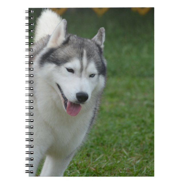 Gullig siberian husky anteckningsbok med spiral (Framsidan)