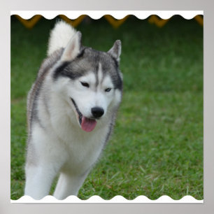 Gullig siberian husky poster