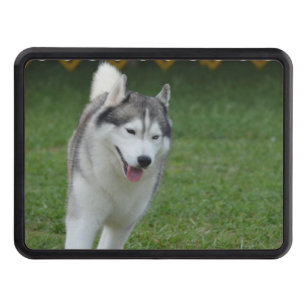 Gullig siberian husky skydd för dragkrok