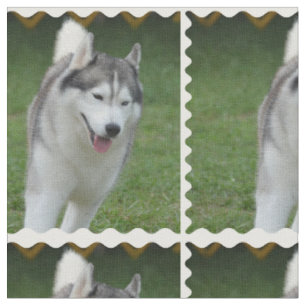 Gullig siberian husky tyg