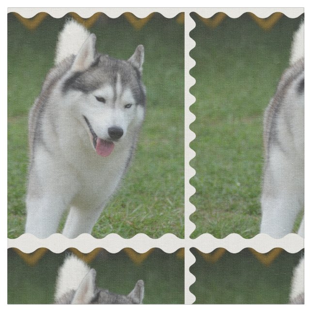 Gullig siberian husky tyg (Närbild)