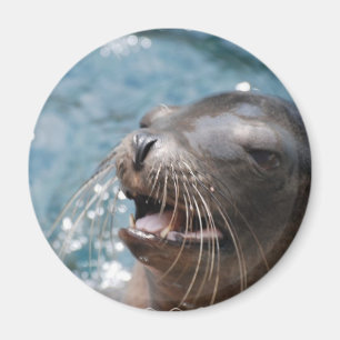 Gullig sjölejonmagnet magnet